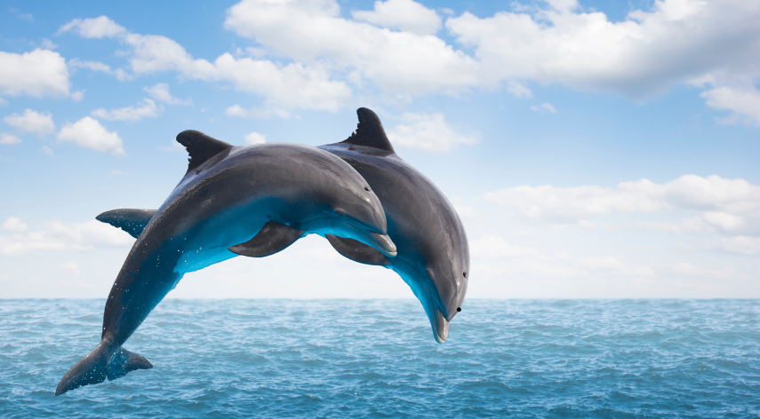 Dolphin Discovery: Explore the World of Marine Magic