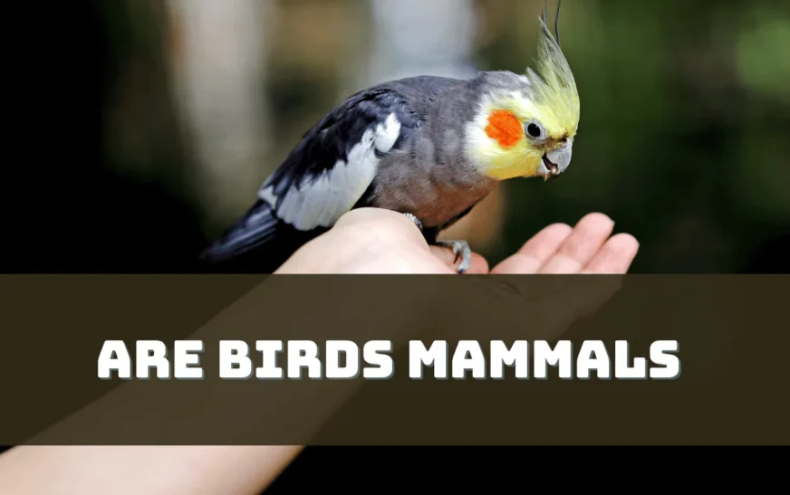 Feathers or Fur? Exploring the Distinctions Between Birds and Mammals