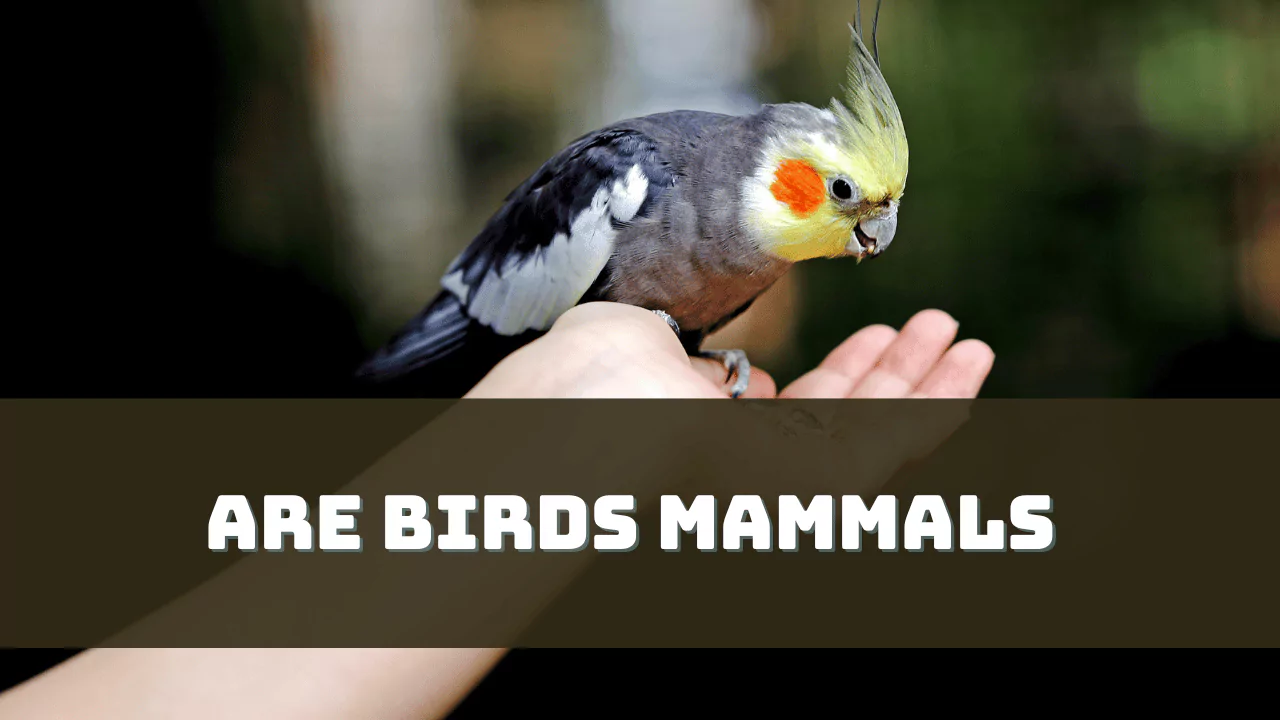 Feathers or Fur? Exploring the Distinctions Between Birds and Mammals